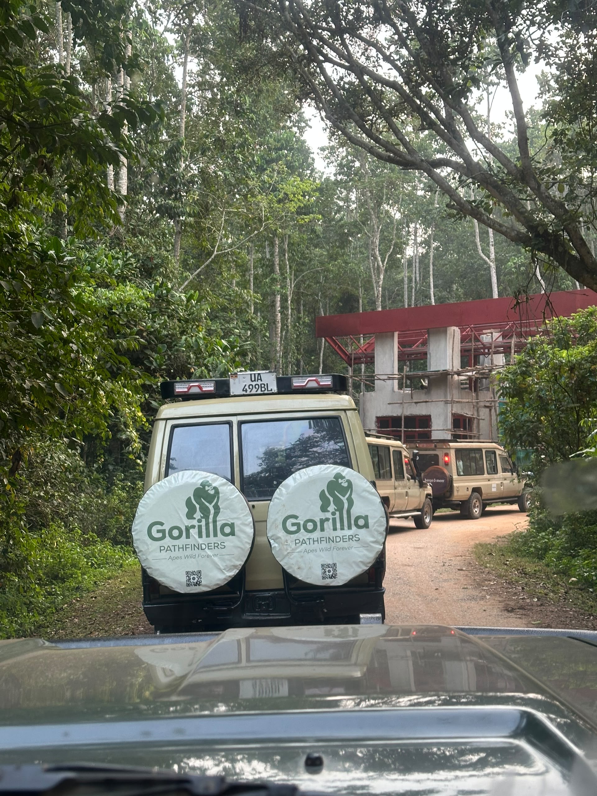 Gorilla safari gallery image