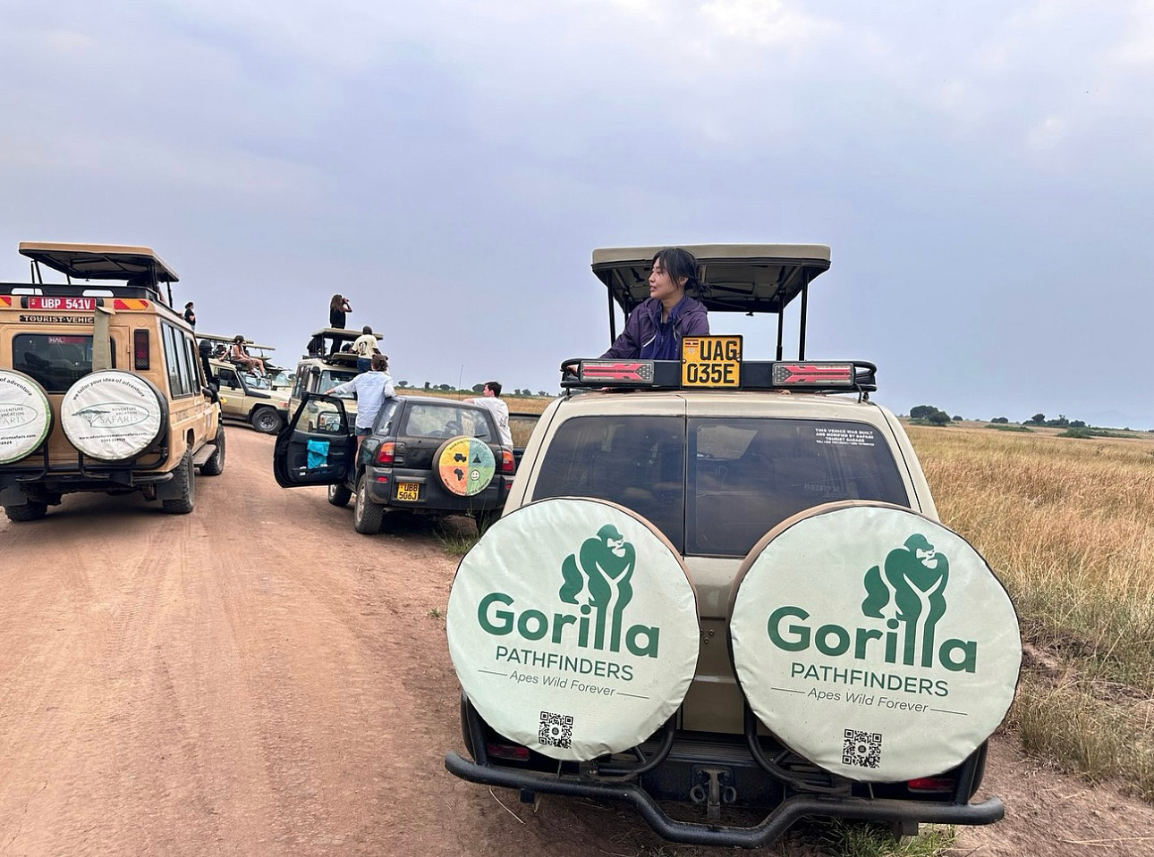 Gorilla safari gallery image