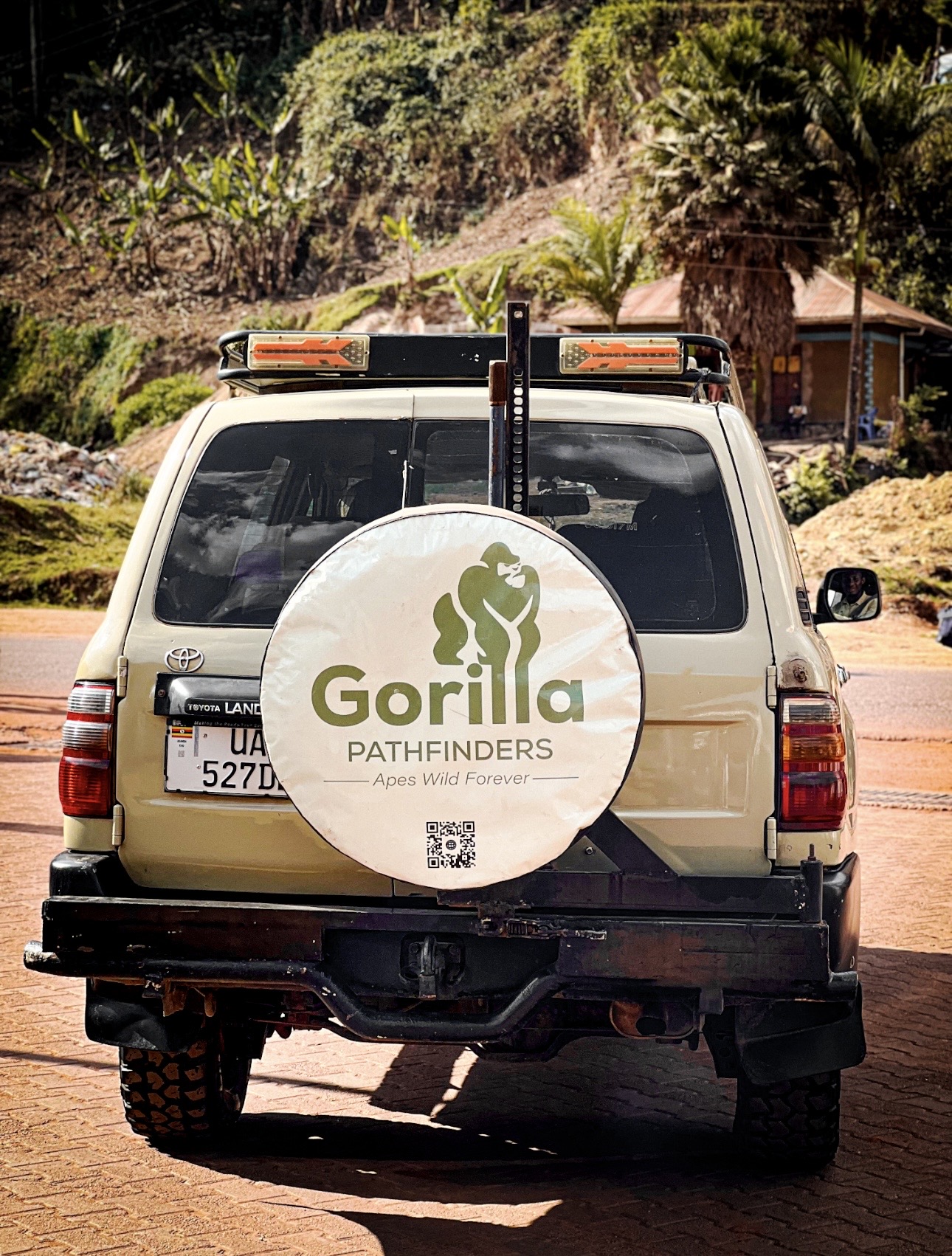 Gorilla safari gallery image