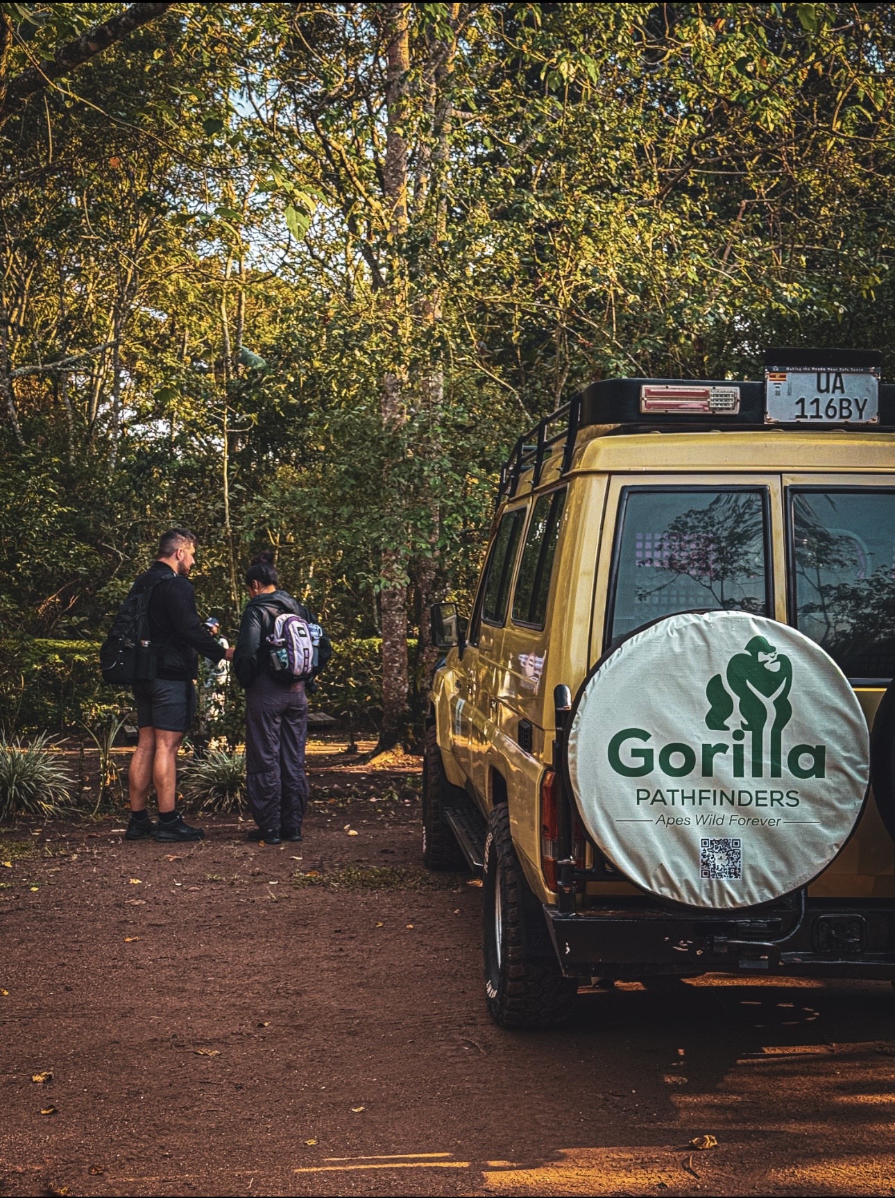 Gorilla safari gallery image