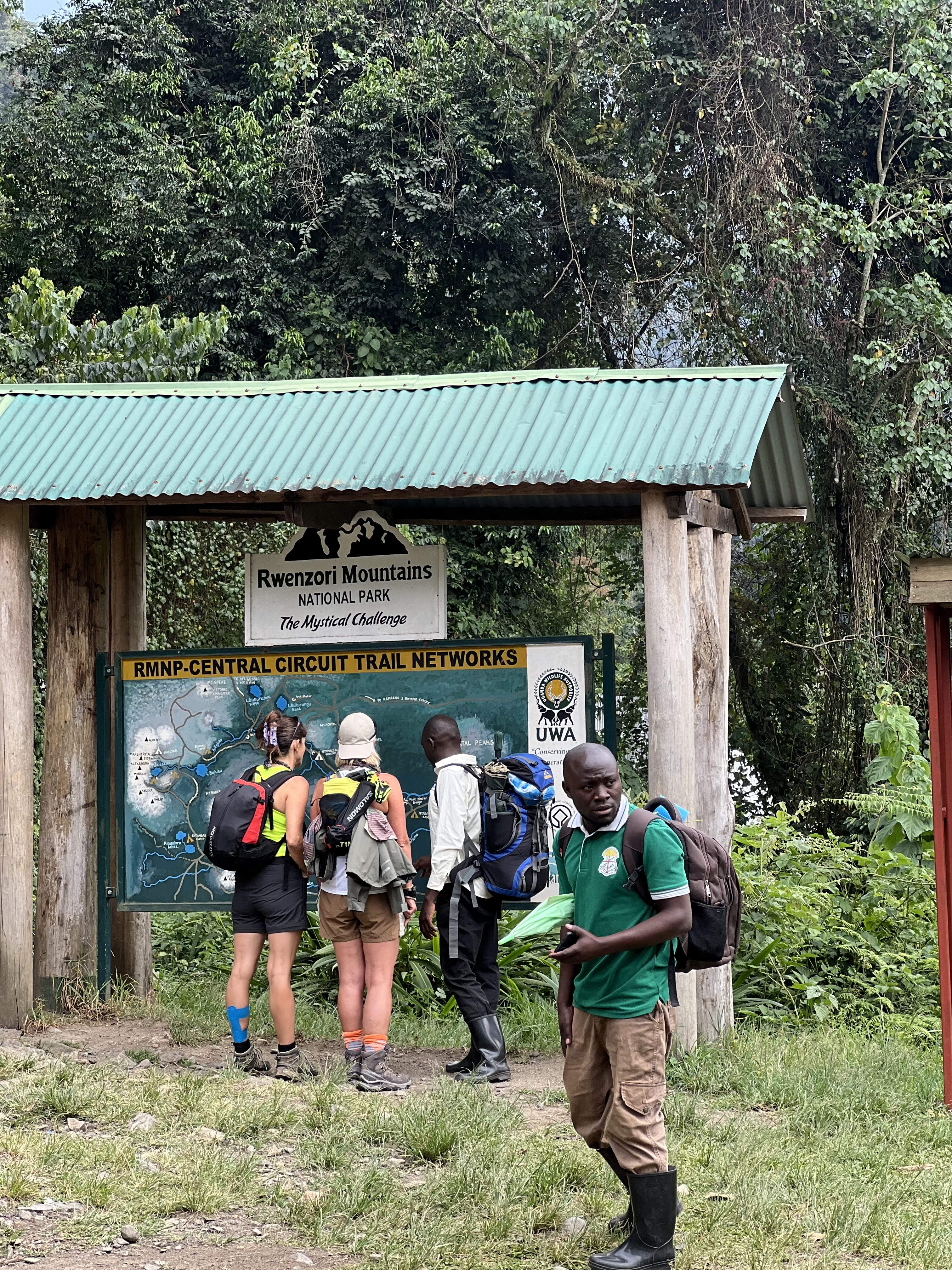 Gorilla safari gallery image