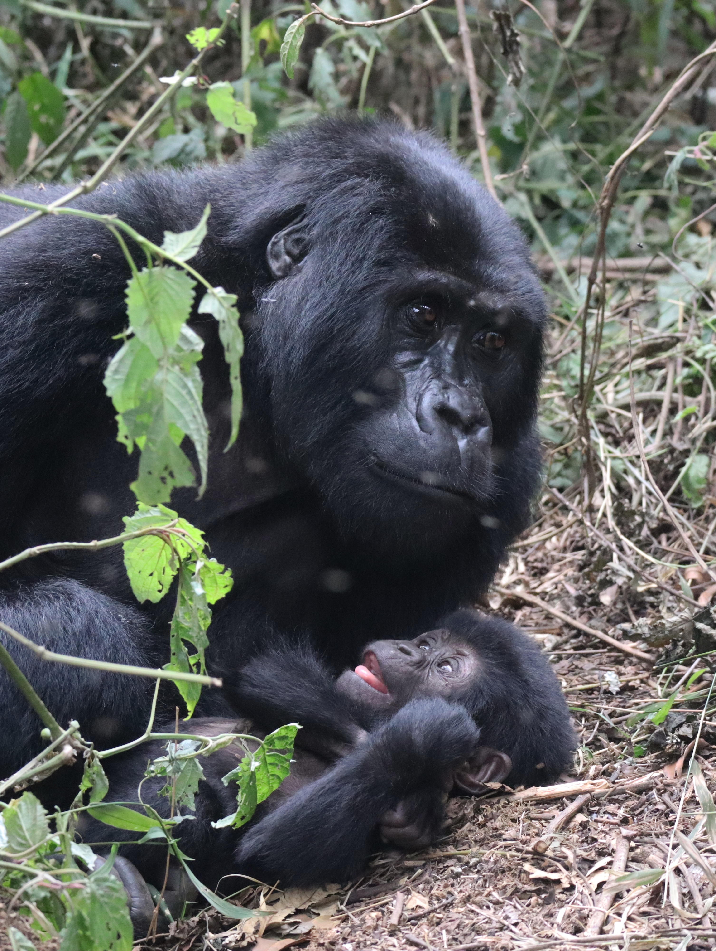best gorilla trekking tours
